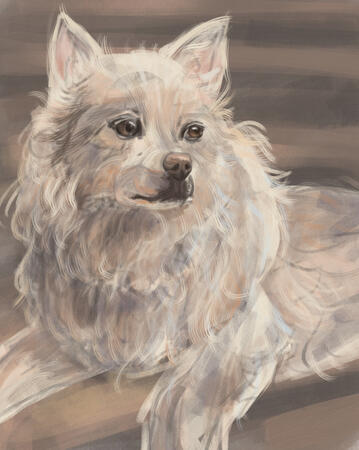 Pet Portrait